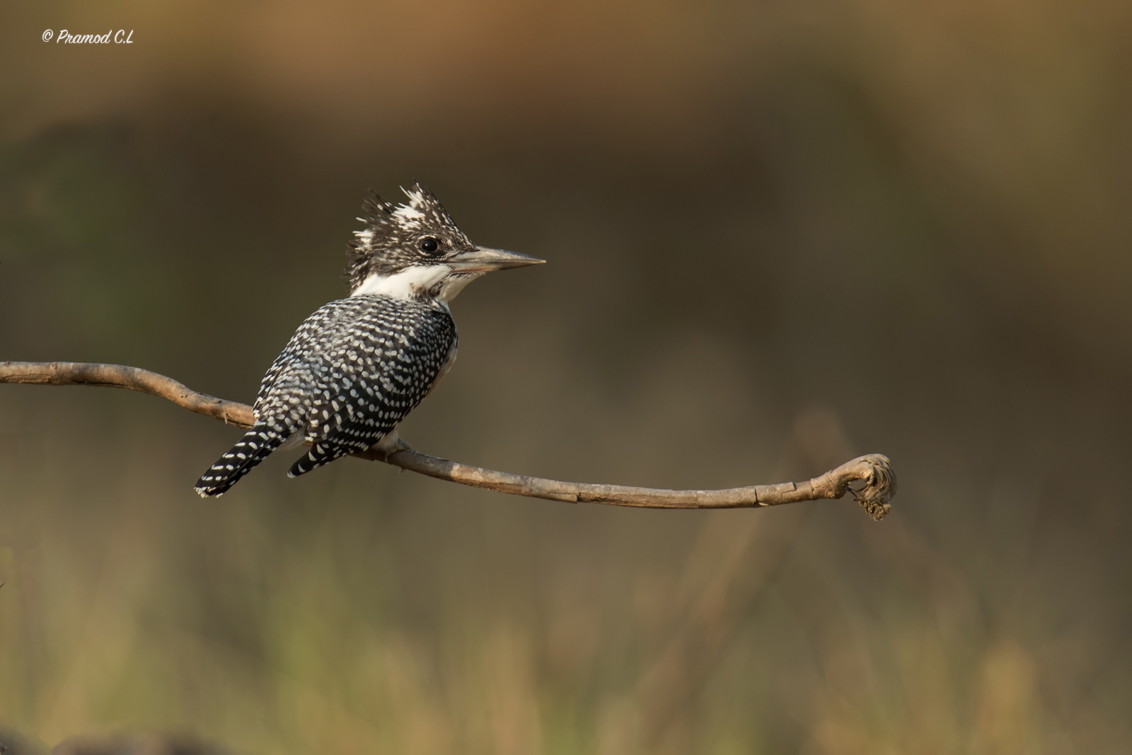 _CL_9939_crested KF_SRGB_1600