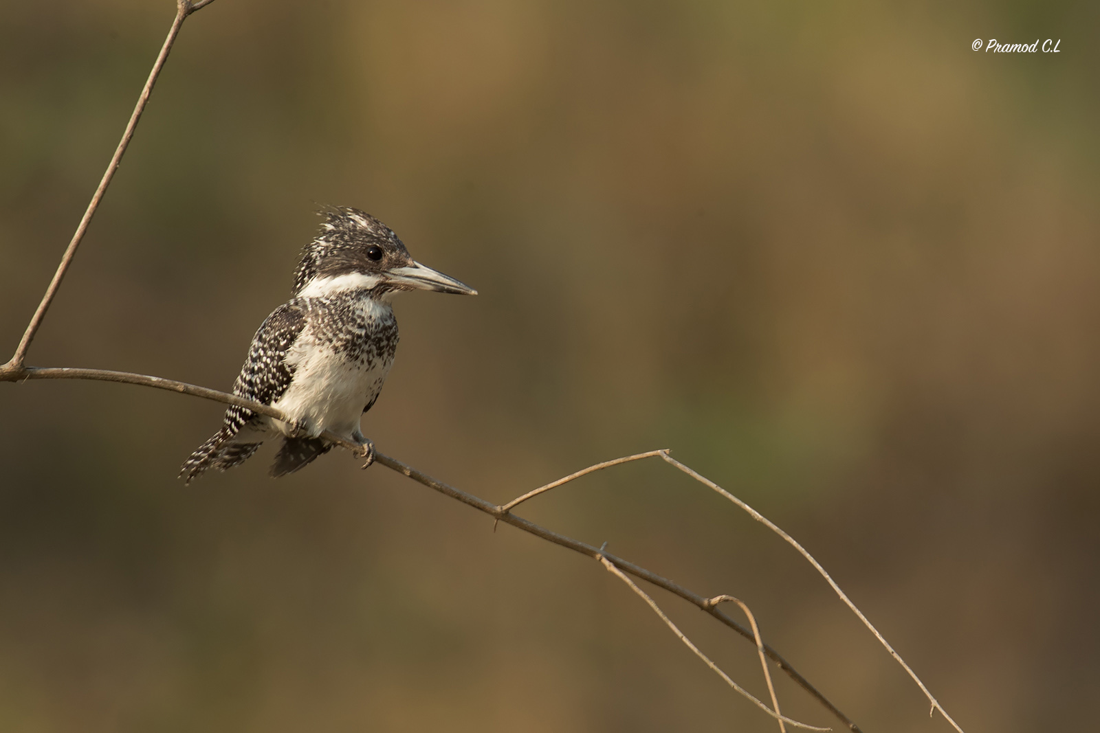 _CL_9944_Crested KF_female_SRGB_1600